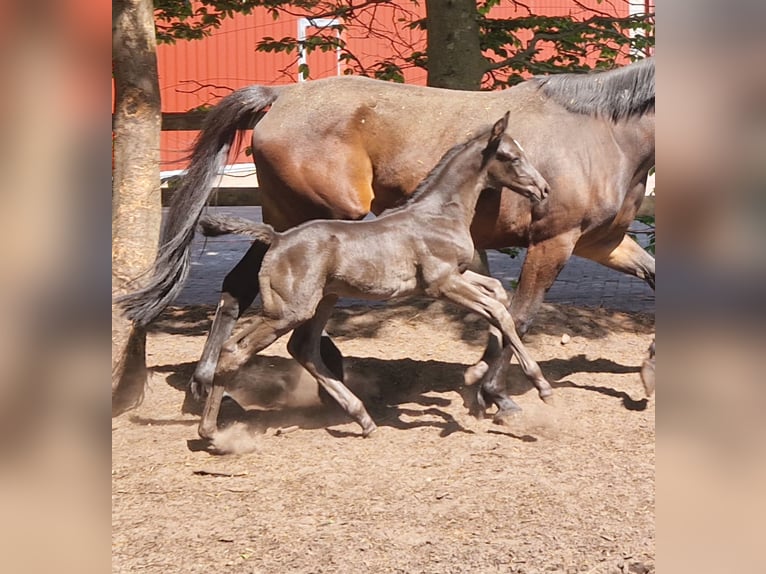 Oldenburger Hengst  170 cm Rappe in Garrel