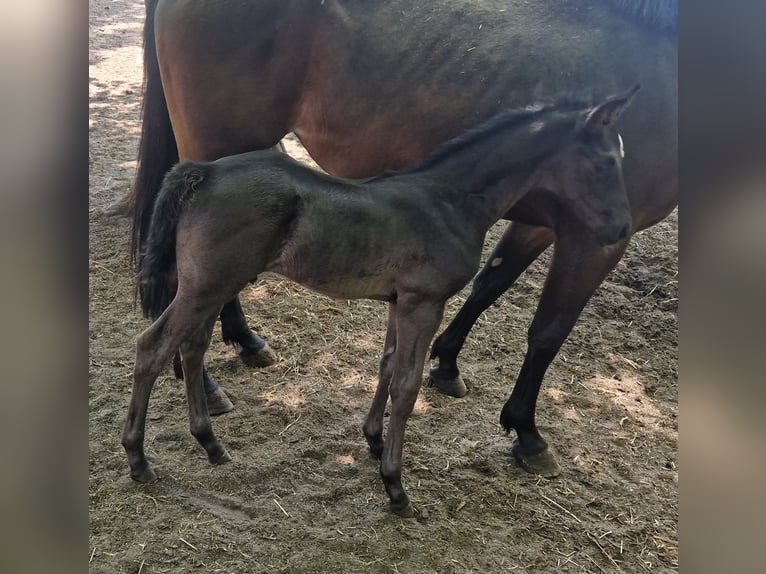 Oldenburger Hengst  170 cm Rappe in Garrel