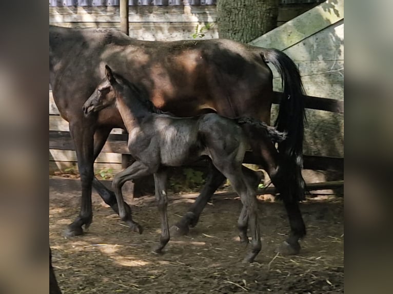 Oldenburger Hengst  170 cm Rappe in Garrel