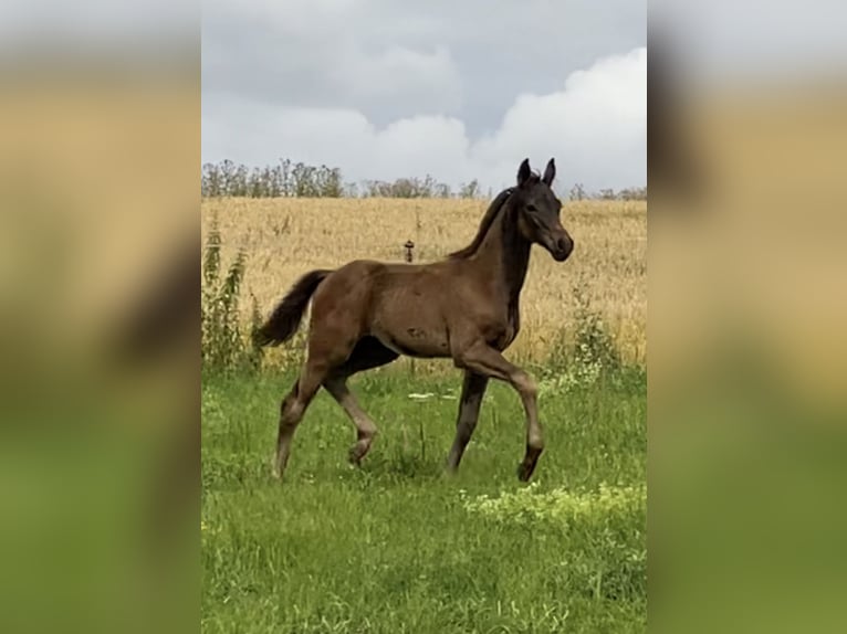 Oldenburger Hengst Fohlen (04/2026) 170 cm Schwarzbrauner in DingelstädtDingelstädt
