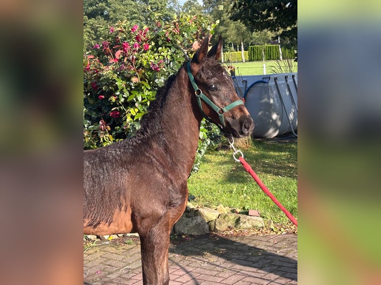 Oldenburger Hengst Fohlen (07/2026) 170 cm Schwarzbrauner in Saterland