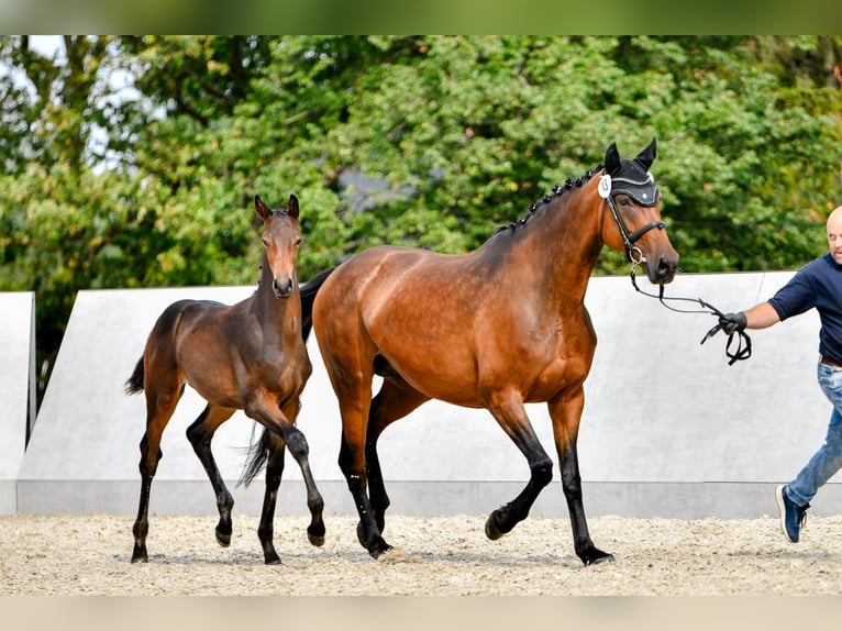 Oldenburger Hengst Fohlen (04/2024) 170 cm Schwarzbrauner in Weida