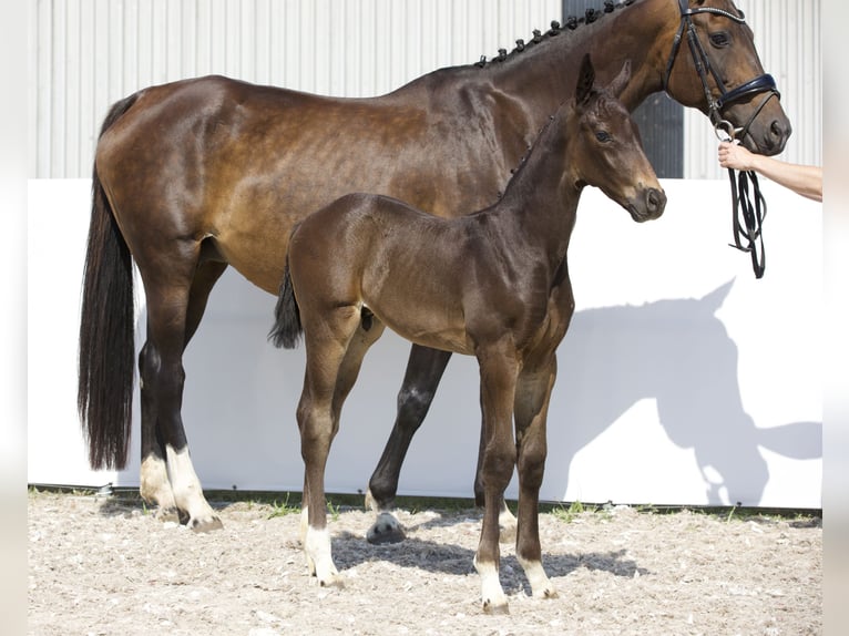 Kitty & Studs Der Italienische Deckhengst Oldenburger Hengst Fohlen (06/2024) 170 cm Schwarzbrauner in Belgern