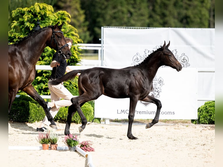 Oldenburger Hengst Fohlen (04/2024) 170 cm Schwarzbrauner in Wysin