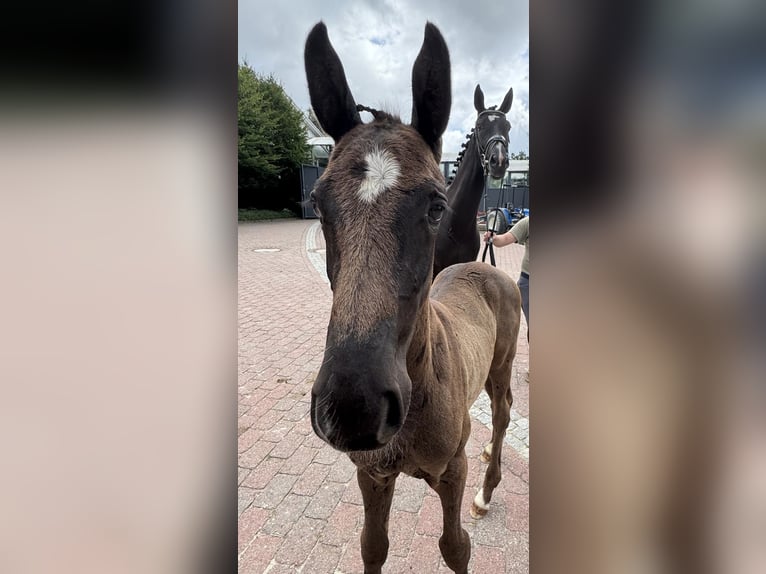 Oldenburger Hengst  170 cm Schwarzbrauner in Nordhorn