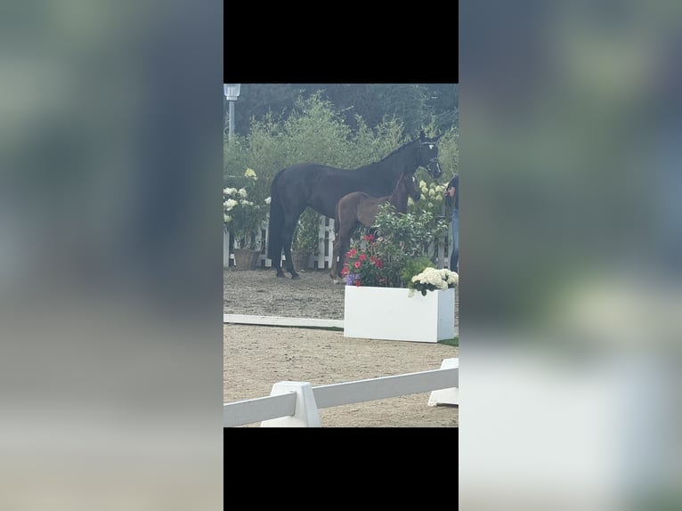 Oldenburger Hengst  170 cm Schwarzbrauner in Nordhorn