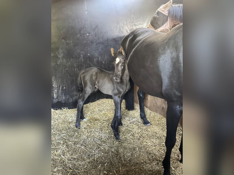 Oldenburger Hengst  170 cm Schwarzbrauner in Nordhorn