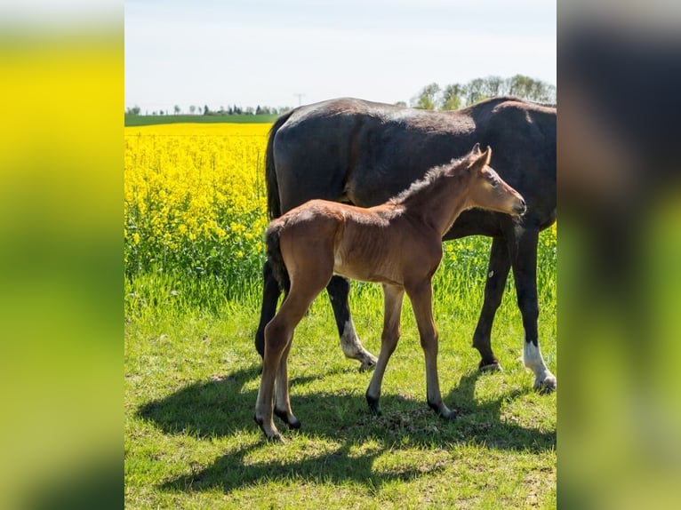 Oldenburger Hengst  171 cm Brauner in Nordwestuckermark