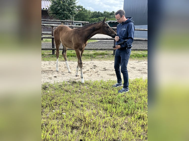 Oldenburger Hengst Fohlen (03/2025) 172 cm Dunkelbrauner in Blunk