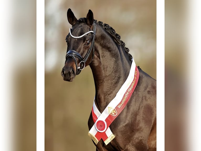 Oldenburger Hengst Fohlen (03/2026) 172 cm Dunkelbrauner in Barver