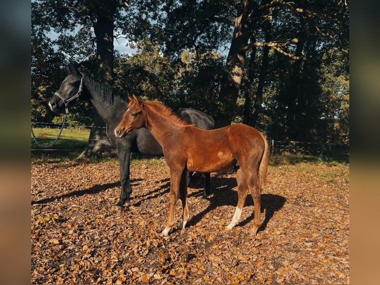 Oldenburger Hengst Fohlen (05/2025) 172 cm Dunkelfuchs in Vechta