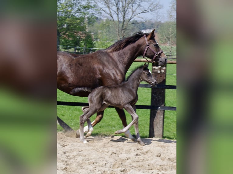 Oldenburger Hengst  172 cm Rappe in Damme