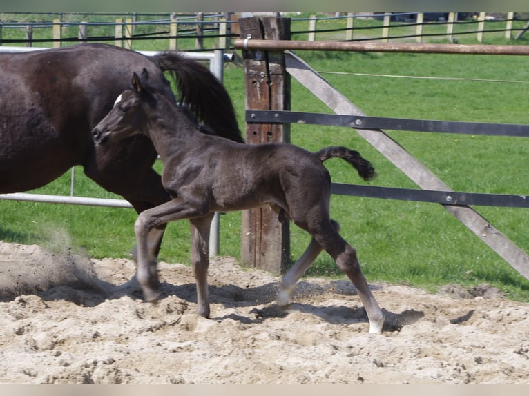 Oldenburger Hengst  172 cm Rappe in Damme