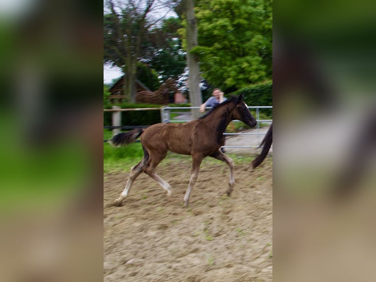 Oldenburger Hengst  172 cm Rappe in Damme