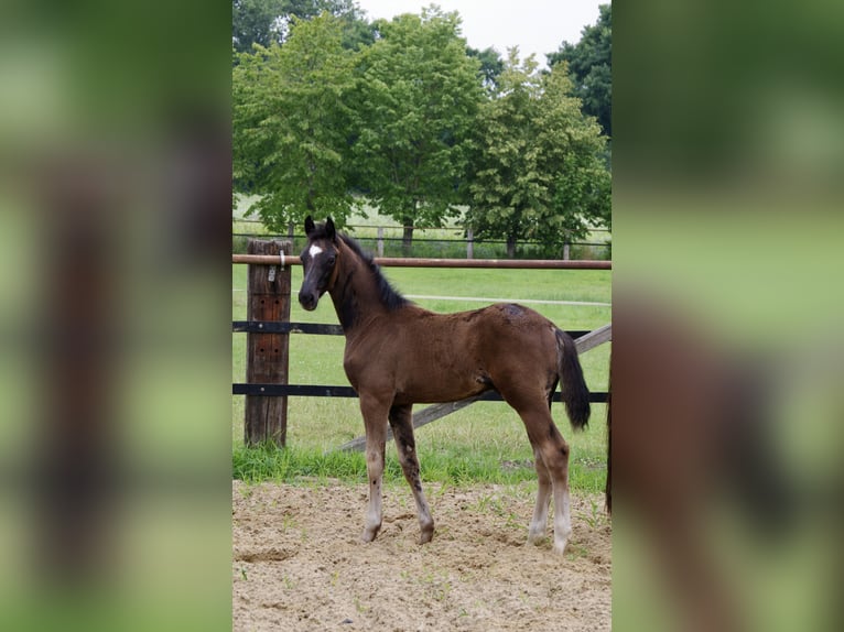 Oldenburger Hengst  172 cm Rappe in Damme