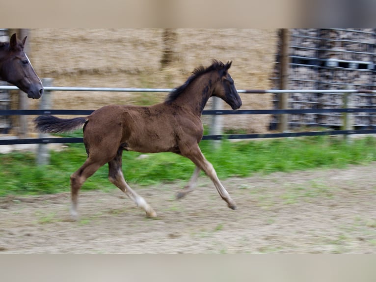 Oldenburger Hengst  172 cm Rappe in Damme
