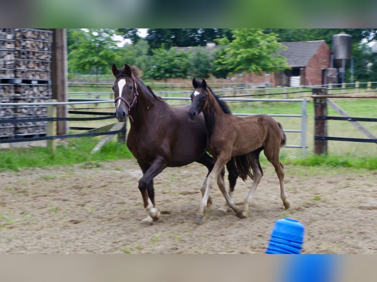 Oldenburger Hengst  172 cm Rappe in Damme