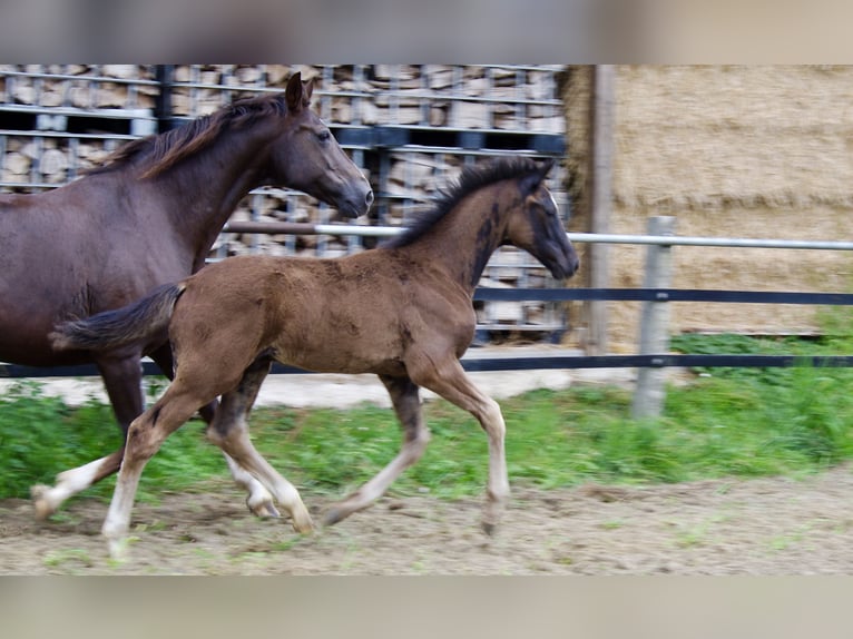 Oldenburger Hengst  172 cm Rappe in Damme