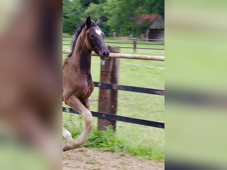 Oldenburger Hengst  172 cm Rappe in Damme