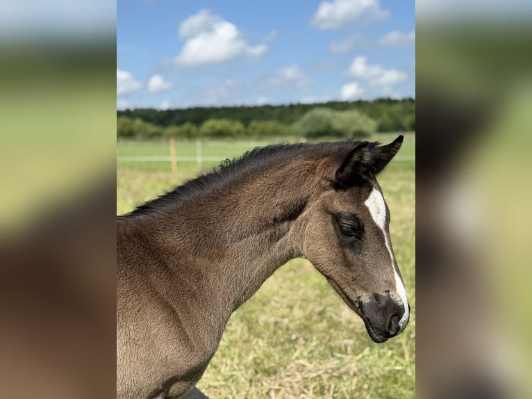 Oldenburger Hengst  172 cm Rappe in Gro&#xDF;efehn