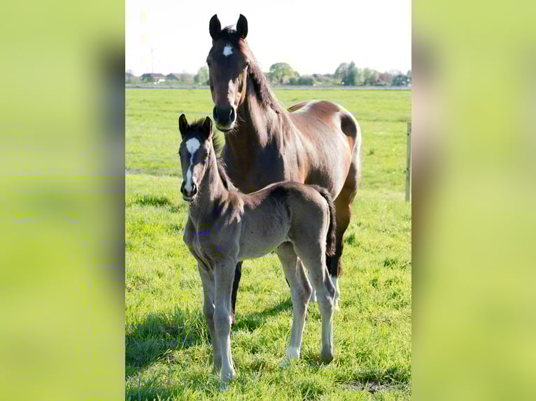 Oldenburger Hengst  172 cm Rappe in Gro&#xDF;efehn