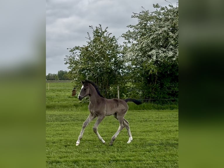 Oldenburger Hengst  172 cm Rappe in Gro&#xDF;efehn