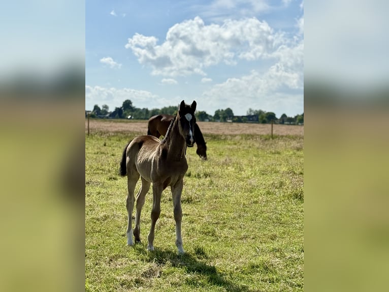 Oldenburger Hengst  172 cm Rappe in Gro&#xDF;efehn