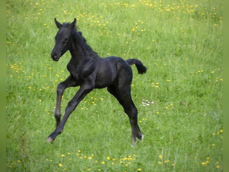 Oldenburger Hengst Fohlen (05/2025) 172 cm Rappe in Lahr/Schwarzwald