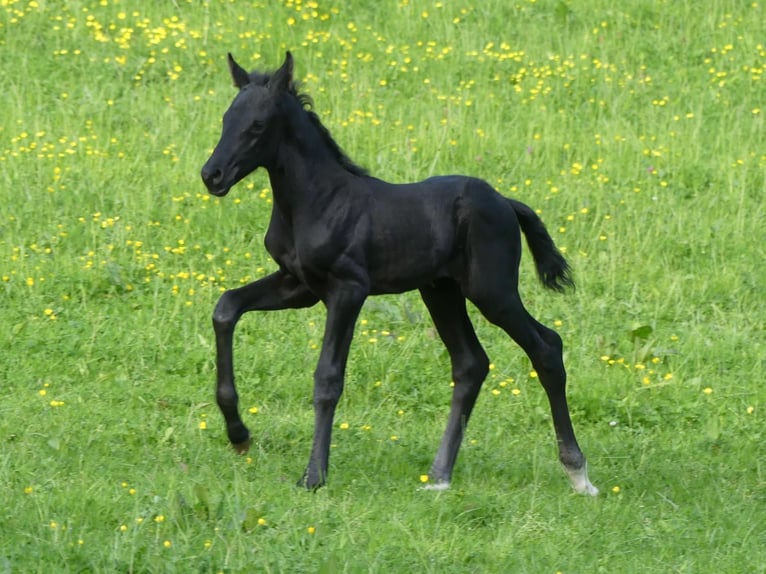 Oldenburger Hengst Fohlen (05/2025) 172 cm Rappe in Lahr/Schwarzwald