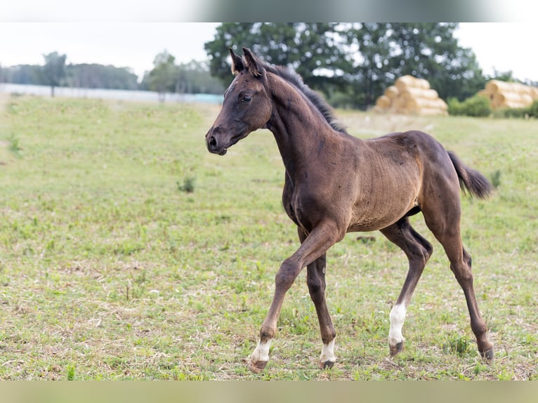 Oldenburger Hengst Fohlen (03/2025) 172 cm Rappe in Alt Krenzlin