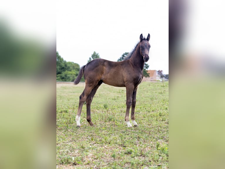 Oldenburger Hengst Fohlen (03/2025) 172 cm Rappe in Alt Krenzlin