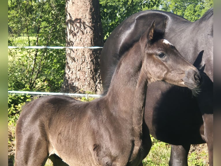 Oldenburger Hengst  172 cm Rappe in Westerstede