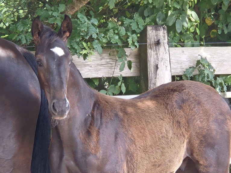 Oldenburger Hengst Fohlen (04/2025) 172 cm Rappe in Westerstede