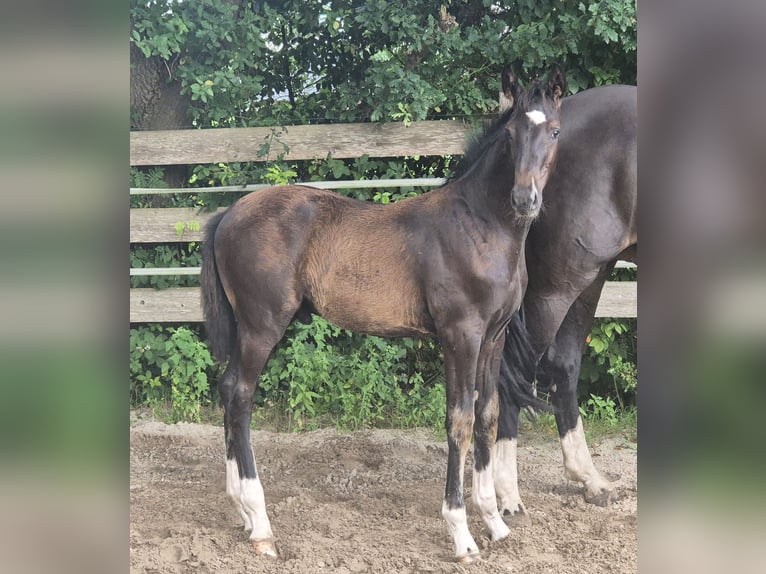 Oldenburger Hengst Fohlen (04/2025) 172 cm Rappe in Westerstede