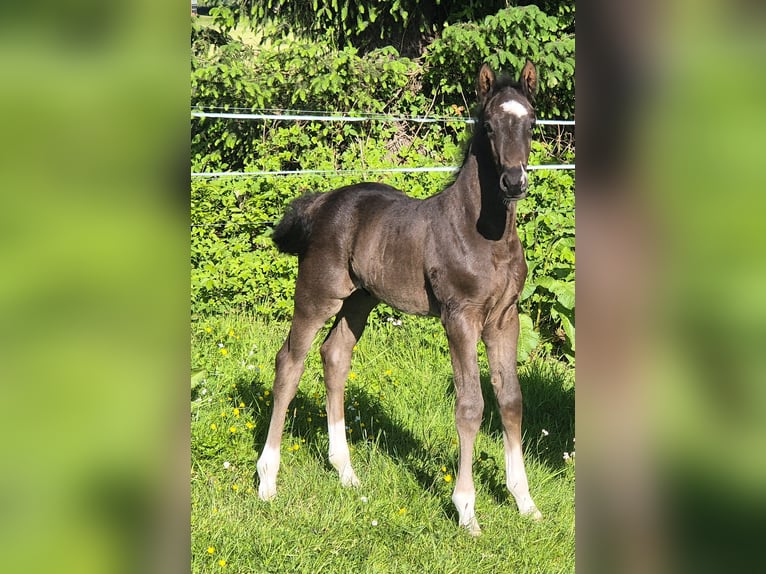 Oldenburger Hengst  172 cm Rappe in Westerstede