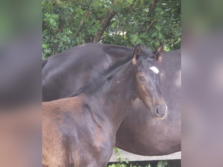 Oldenburger Hengst Fohlen (04/2025) 172 cm Rappe in Westerstede