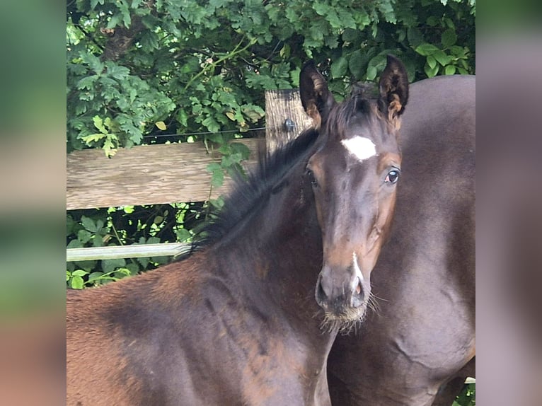 Oldenburger Hengst Fohlen (04/2025) 172 cm Rappe in Westerstede