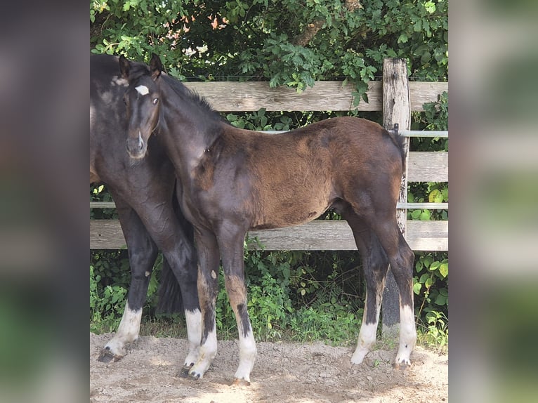Oldenburger Hengst Fohlen (04/2025) 172 cm Rappe in Westerstede
