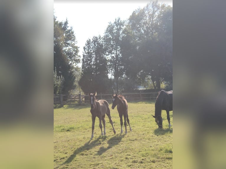Oldenburger Hengst Fohlen (07/2025) 172 cm Rappe in Hamersen