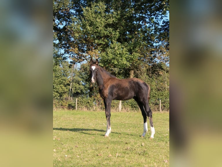 Oldenburger Hengst Fohlen (07/2025) 172 cm Rappe in Hamersen