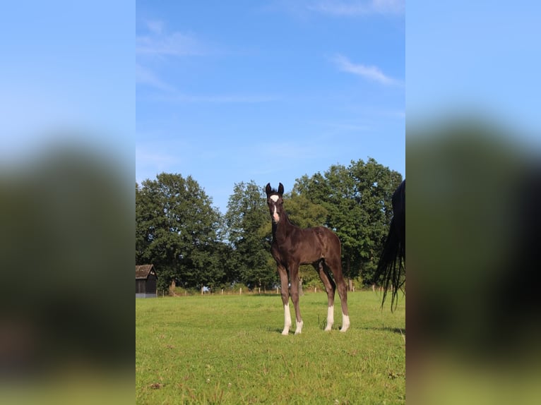 Oldenburger Hengst Fohlen (07/2025) 172 cm Rappe in Hamersen