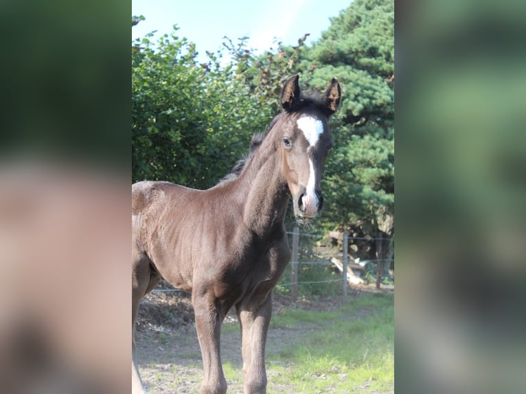 Oldenburger Hengst Fohlen (07/2025) 172 cm Rappe in Hamersen