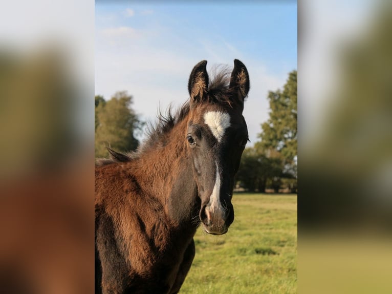 Oldenburger Hengst Fohlen (07/2025) 172 cm Rappe in Hamersen