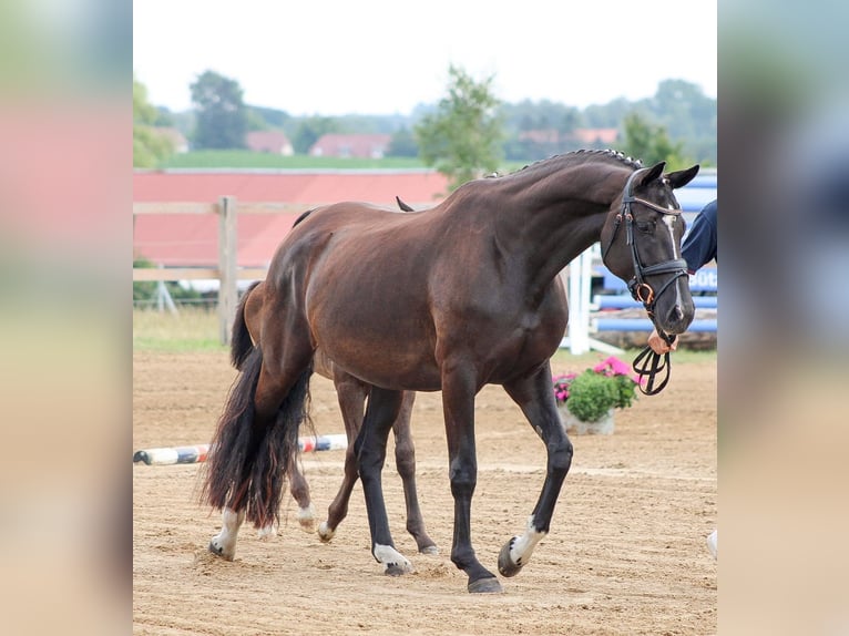 Oldenburger Hengst Fohlen (05/2024) 172 cm Rappe in Lalendorf