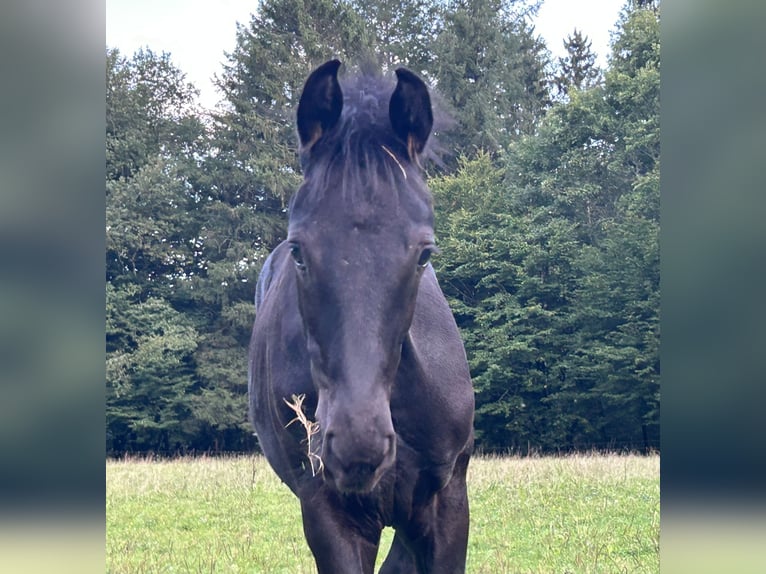 Oldenburger Hengst Fohlen (05/2025) 172 cm Rappe in Lahr/Schwarzwald