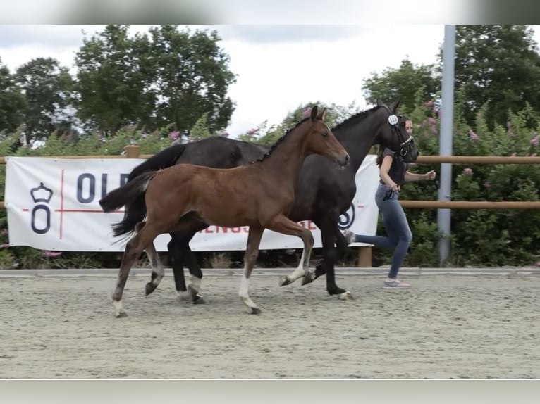 Oldenburger Hengst  173 cm Brauner in Gro&#xDF;efehn Bagband