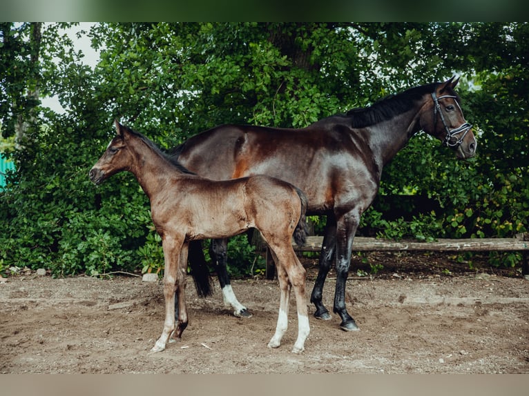 Oldenburger Hengst Fohlen (05/2025) 173 cm Dunkelbrauner in Bleckede
