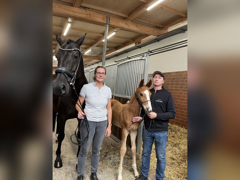 Oldenburger Hengst  173 cm Dunkelfuchs in Bad Grund
