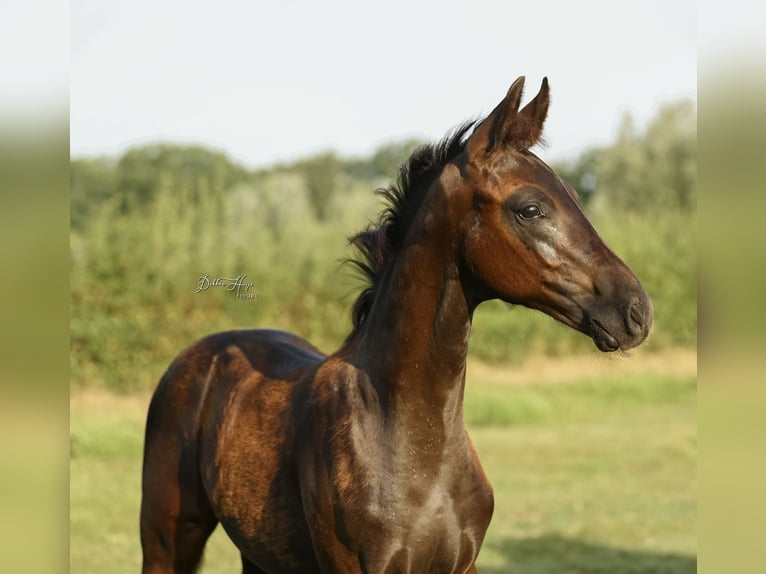 Oldenburger Hengst Fohlen (05/2025) 173 cm Rappe in Heeten