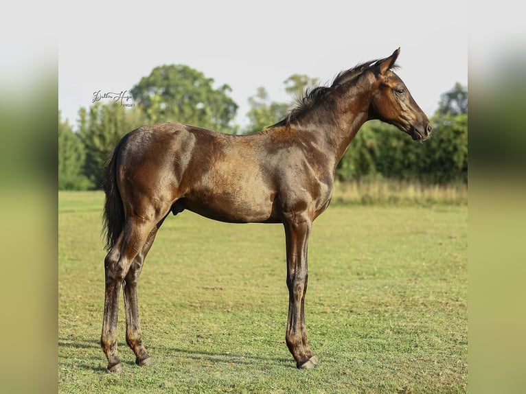 Oldenburger Hengst Fohlen (05/2025) 173 cm Rappe in Heeten